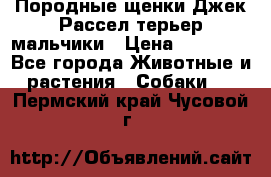 Породные щенки Джек Рассел терьер-мальчики › Цена ­ 40 000 - Все города Животные и растения » Собаки   . Пермский край,Чусовой г.